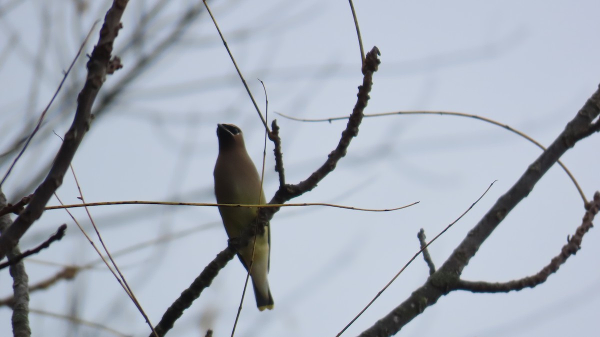 Cedar Waxwing - ML644779690