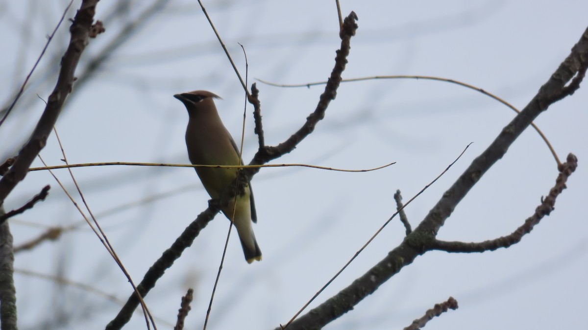Cedar Waxwing - ML644779691