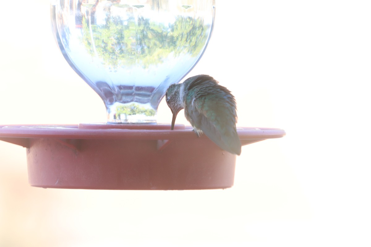 Broad-tailed Hummingbird - ML644779693