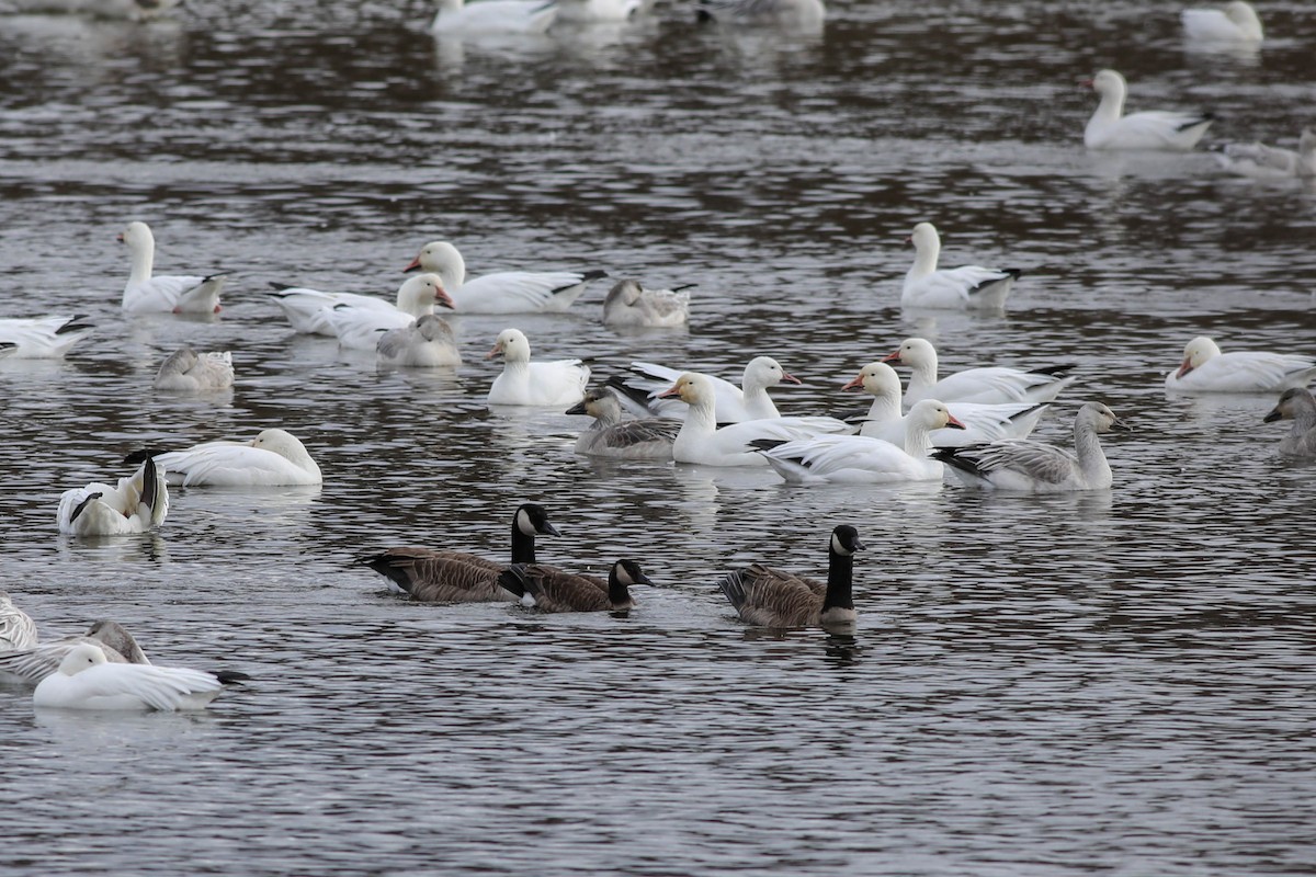 Oca canadese maggiore - ML644779695