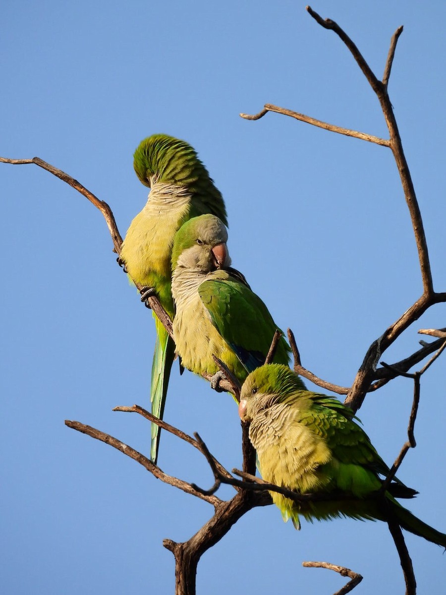 Калита сіроволий - ML644779696