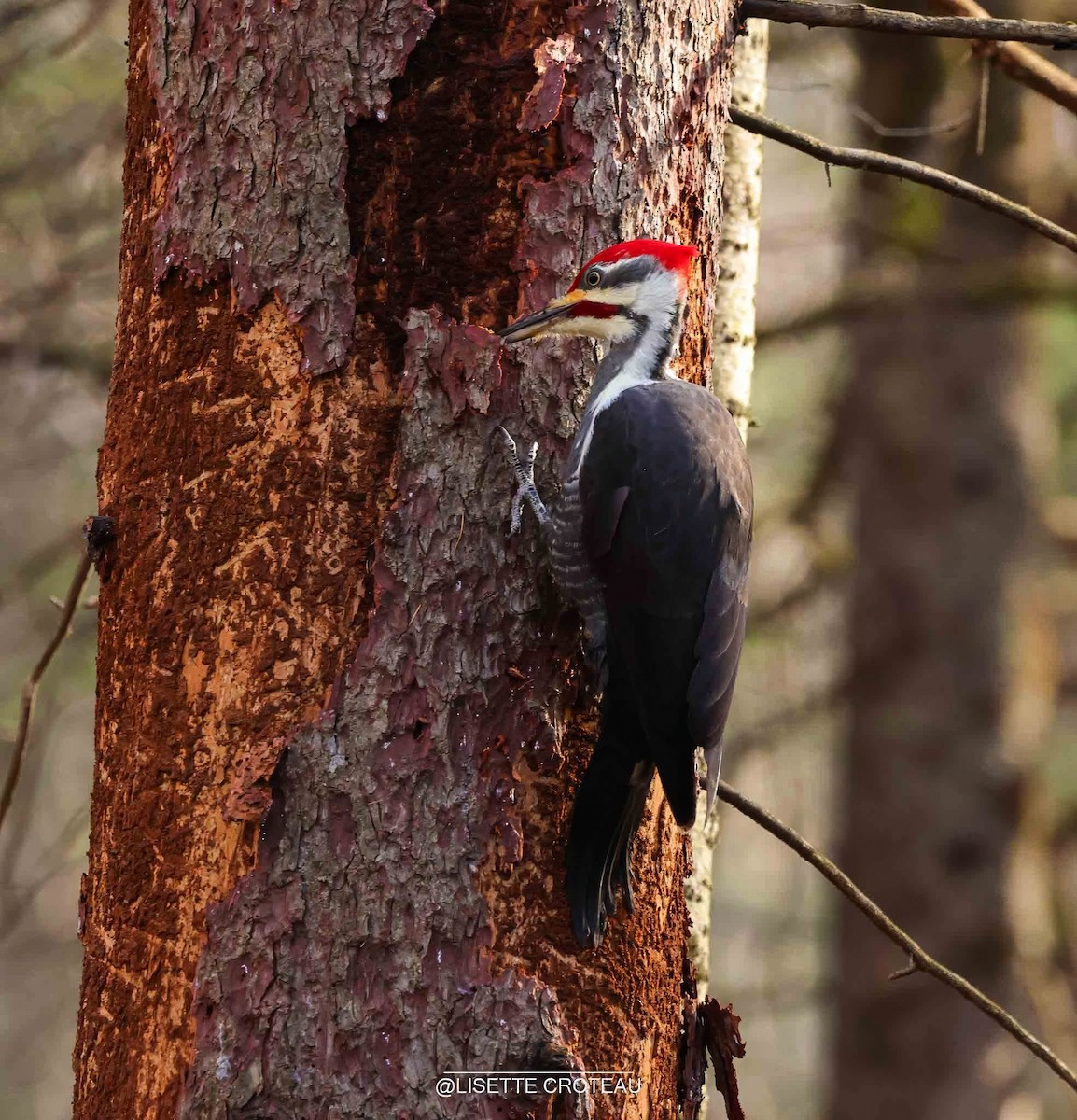 Жовна північна - ML644779698