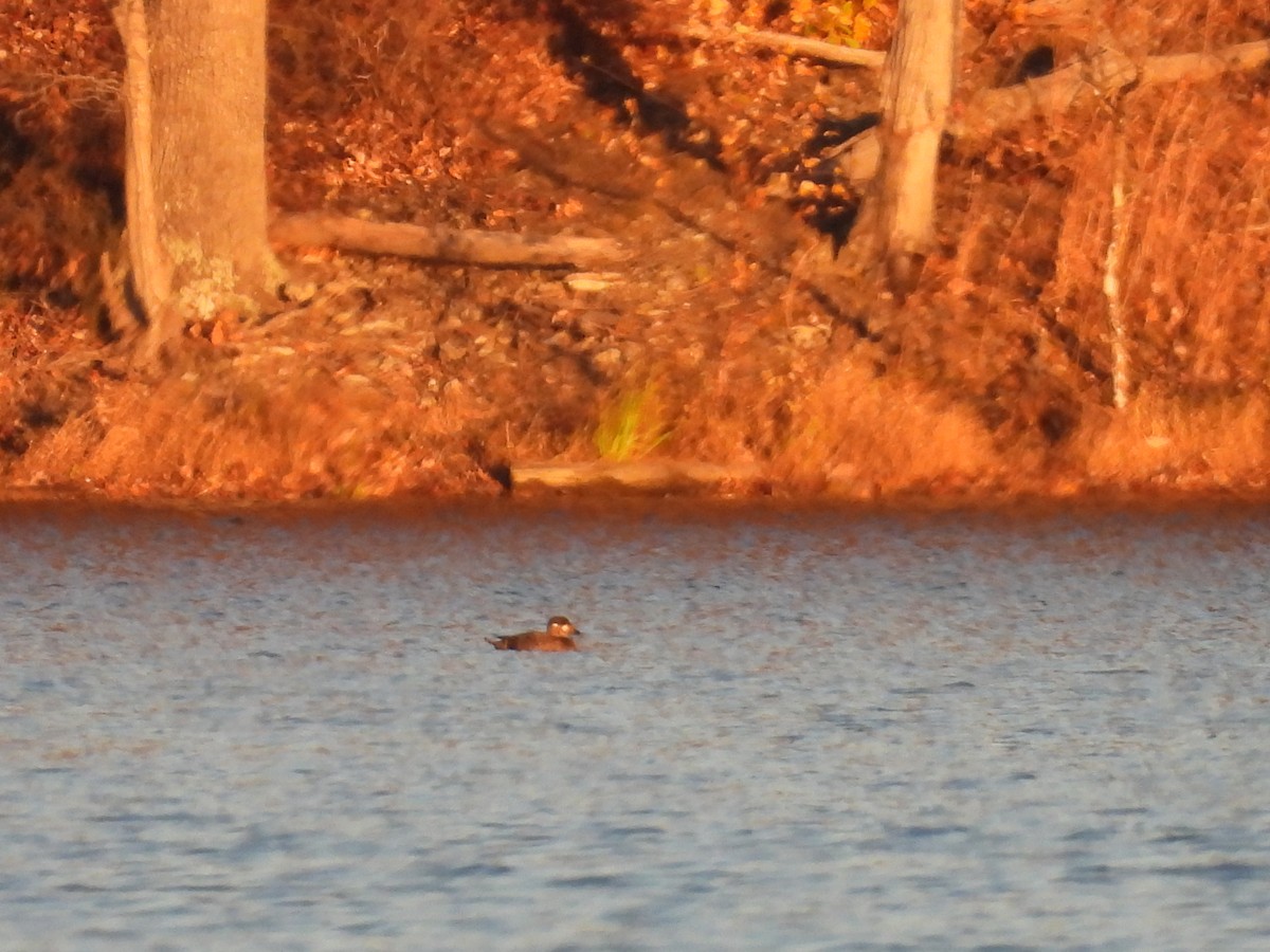 קטיפנית משברים - ML644779702