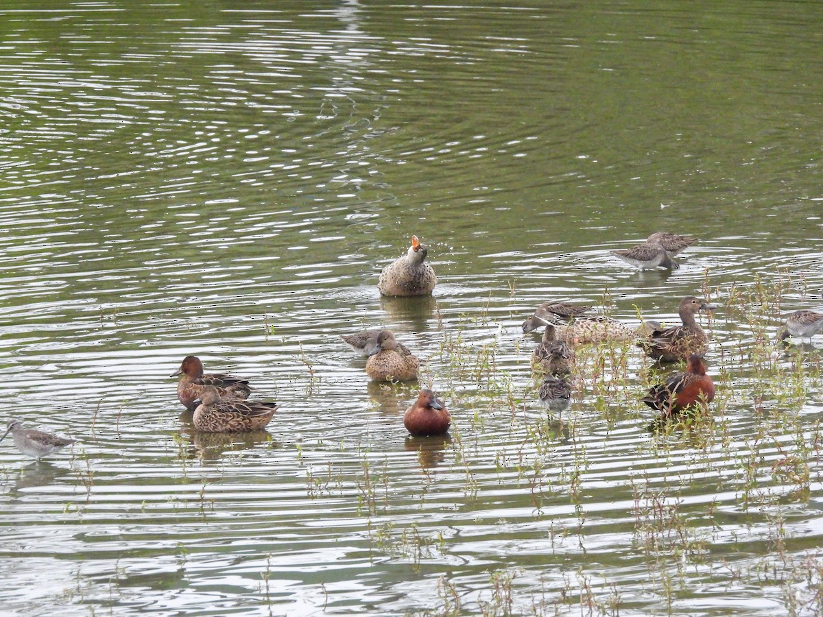 Long-billed Dowitcher - ML644779708