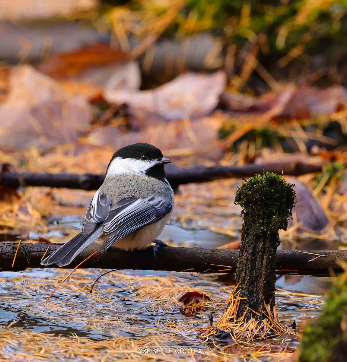 Гаїчка світлокрила - ML644779709