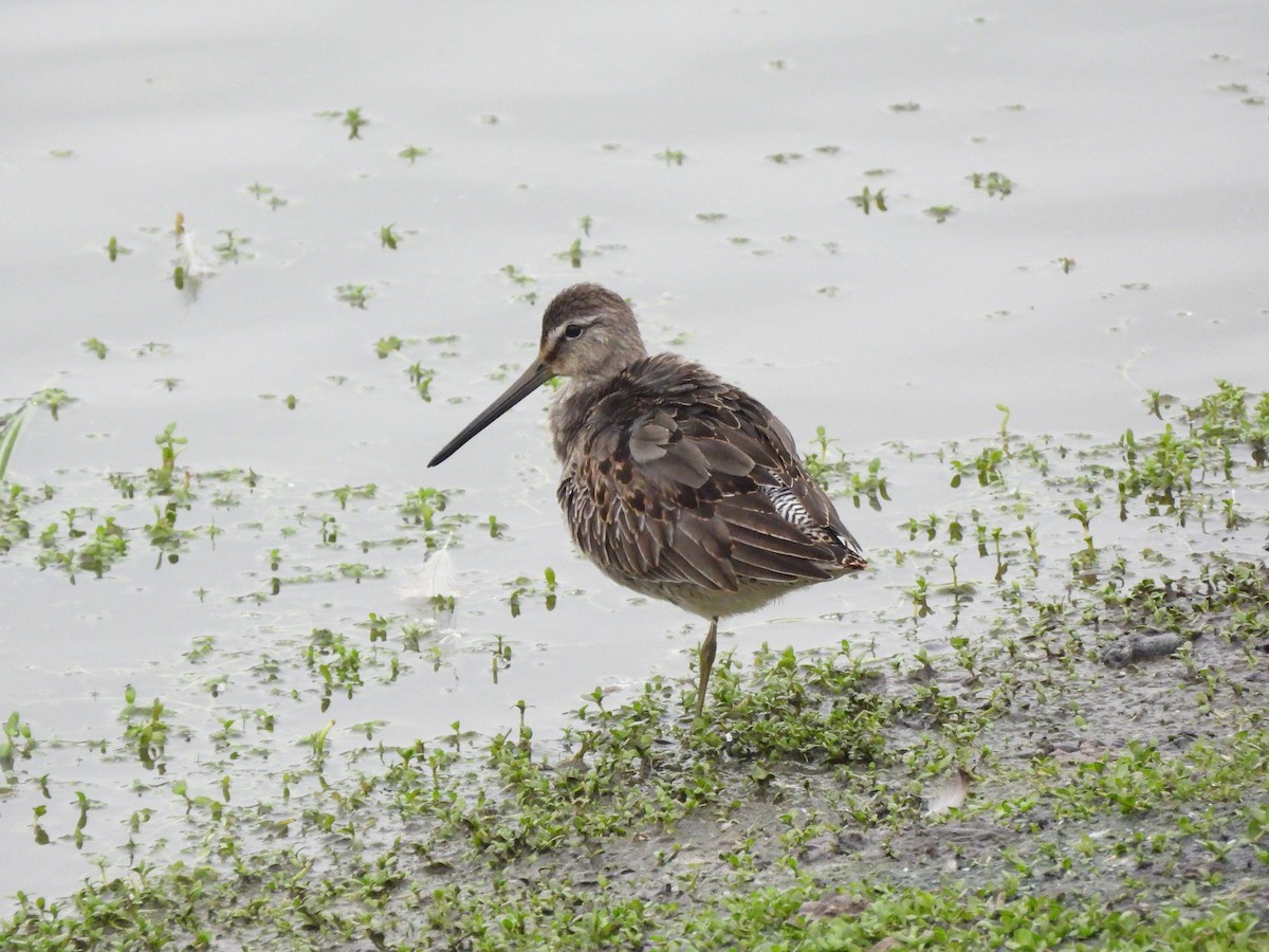 Long-billed Dowitcher - ML644779714