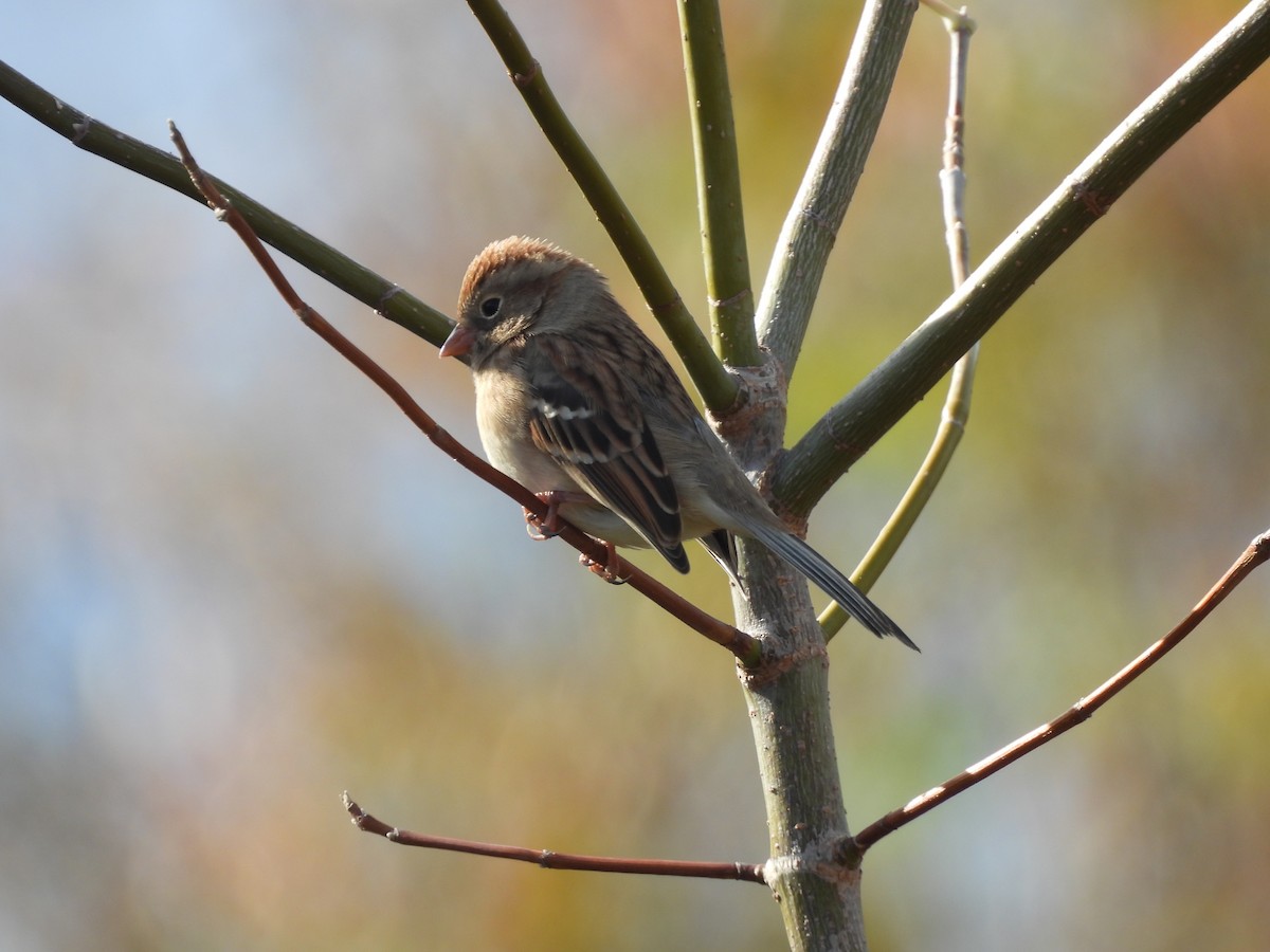 Field Sparrow - ML644779716