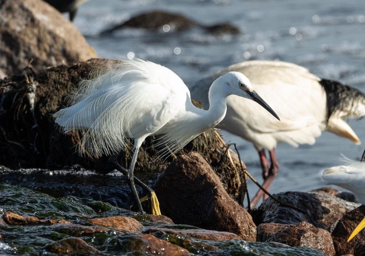 Koartzatxo txikia (immaculata) - ML644779717