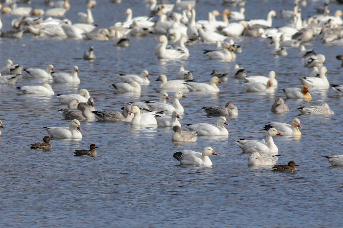 Alzavola - ML644779718