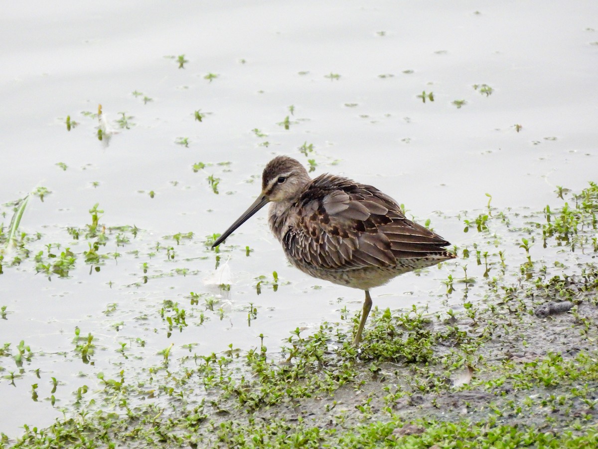 Long-billed Dowitcher - ML644779730