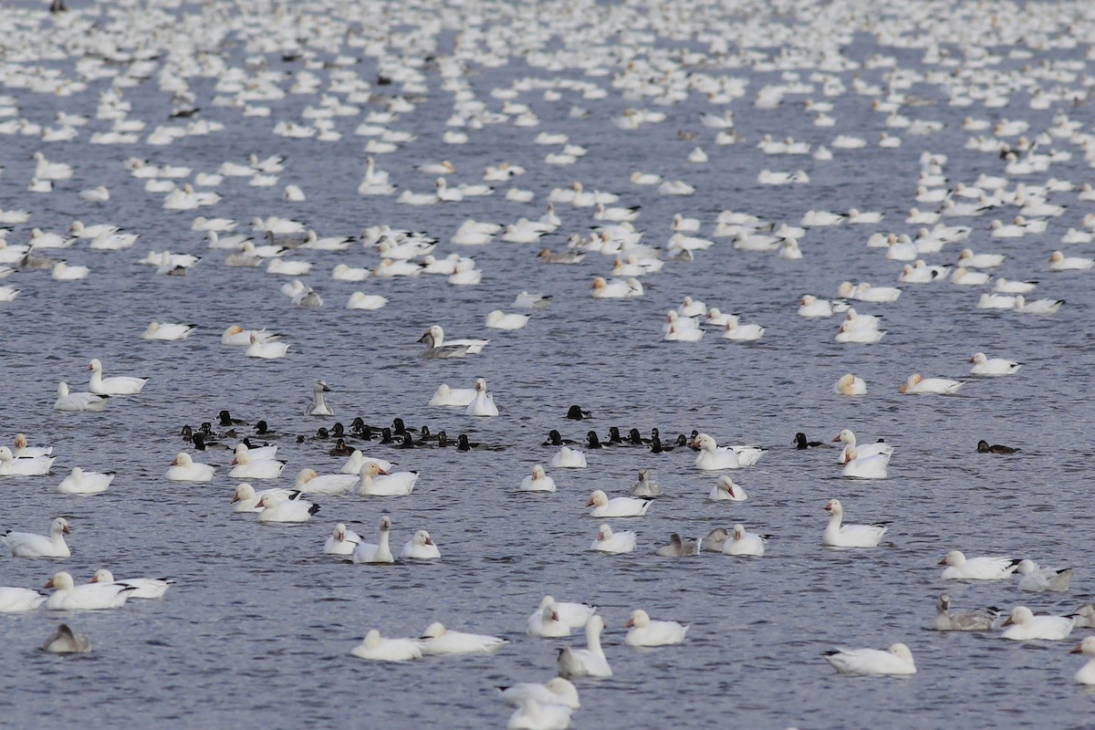 Moretta dal collare - ML644779735