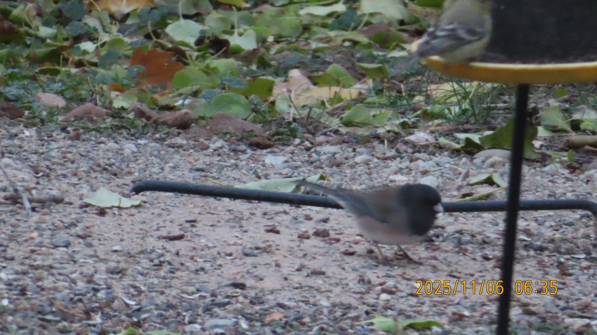 Dark-eyed Junco (Oregon) - ML644779736