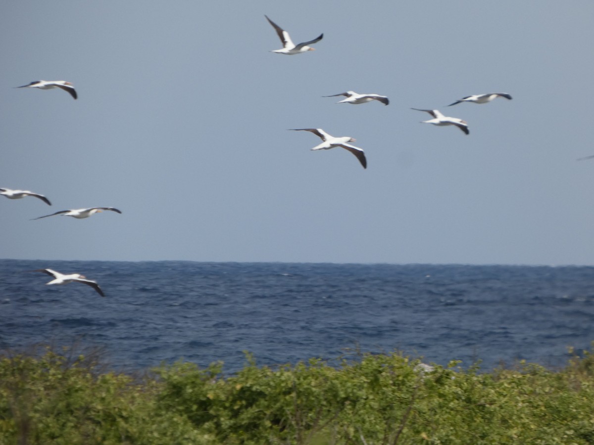 Nazca Booby - ML644779758