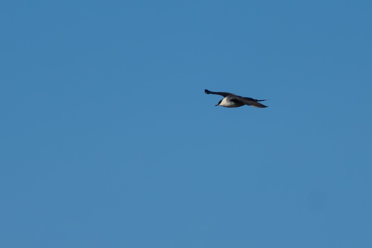 Long-tailed Jaeger - ML644779759