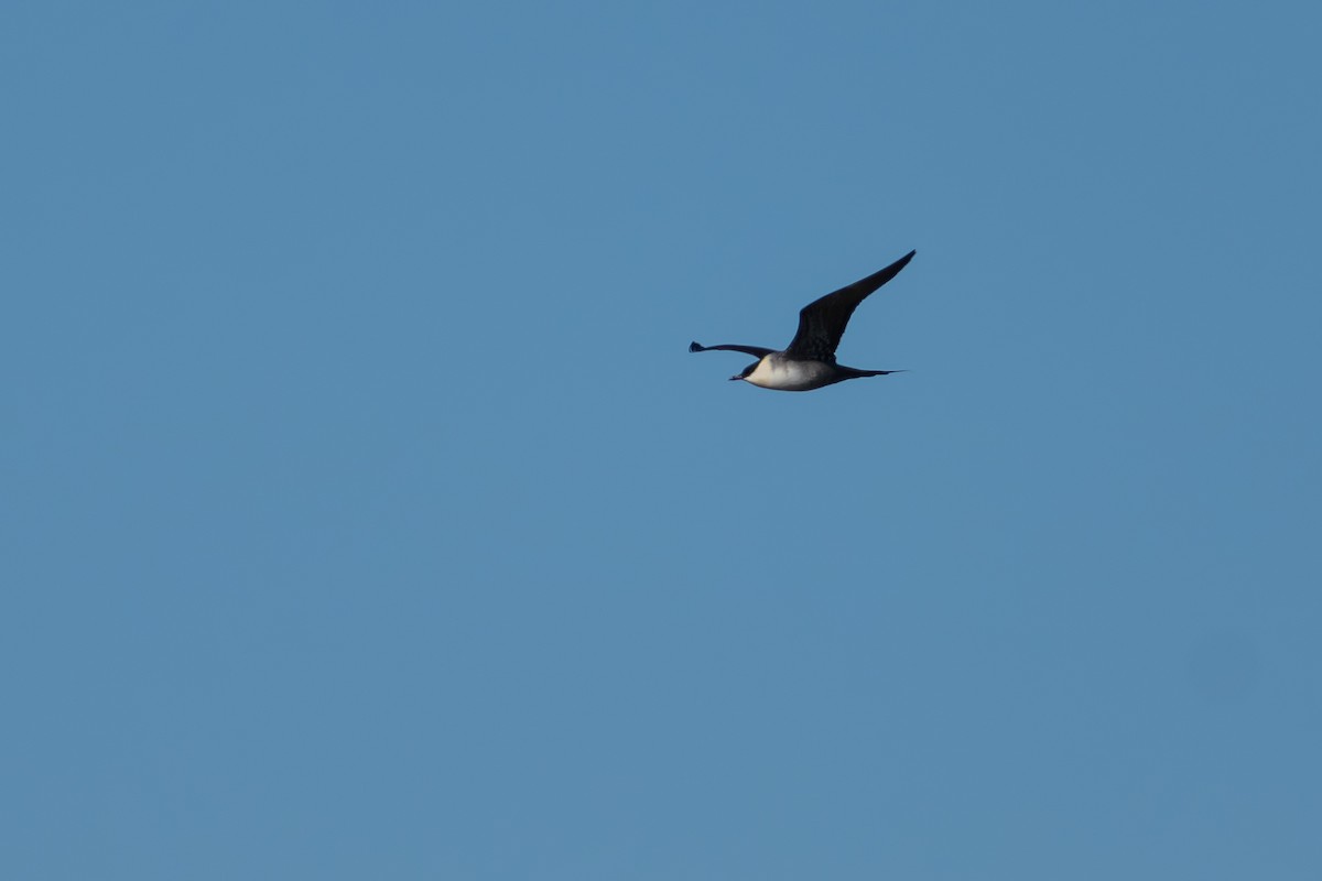 Long-tailed Jaeger - ML644779761