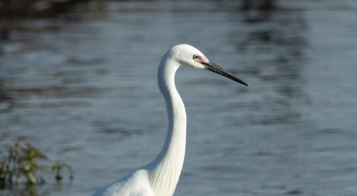 Koartzatxo txikia - ML644779765