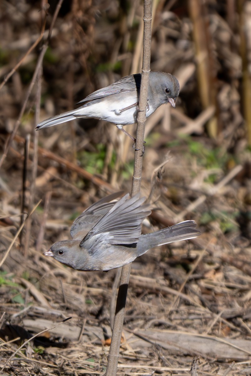 Dark-eyed Junco - ML644779767