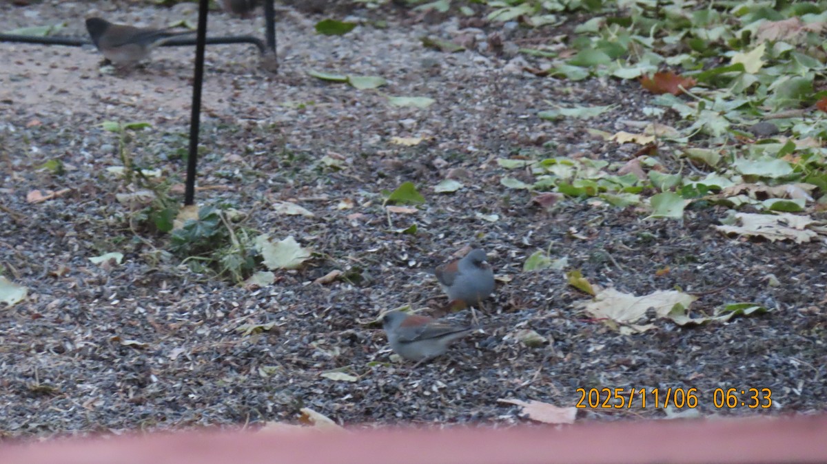 Dark-eyed Junco (Gray-headed) - ML644779768