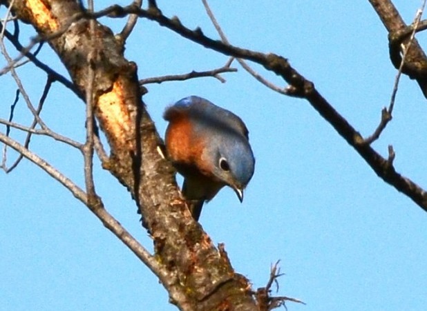 Eastern Bluebird - ML644779769