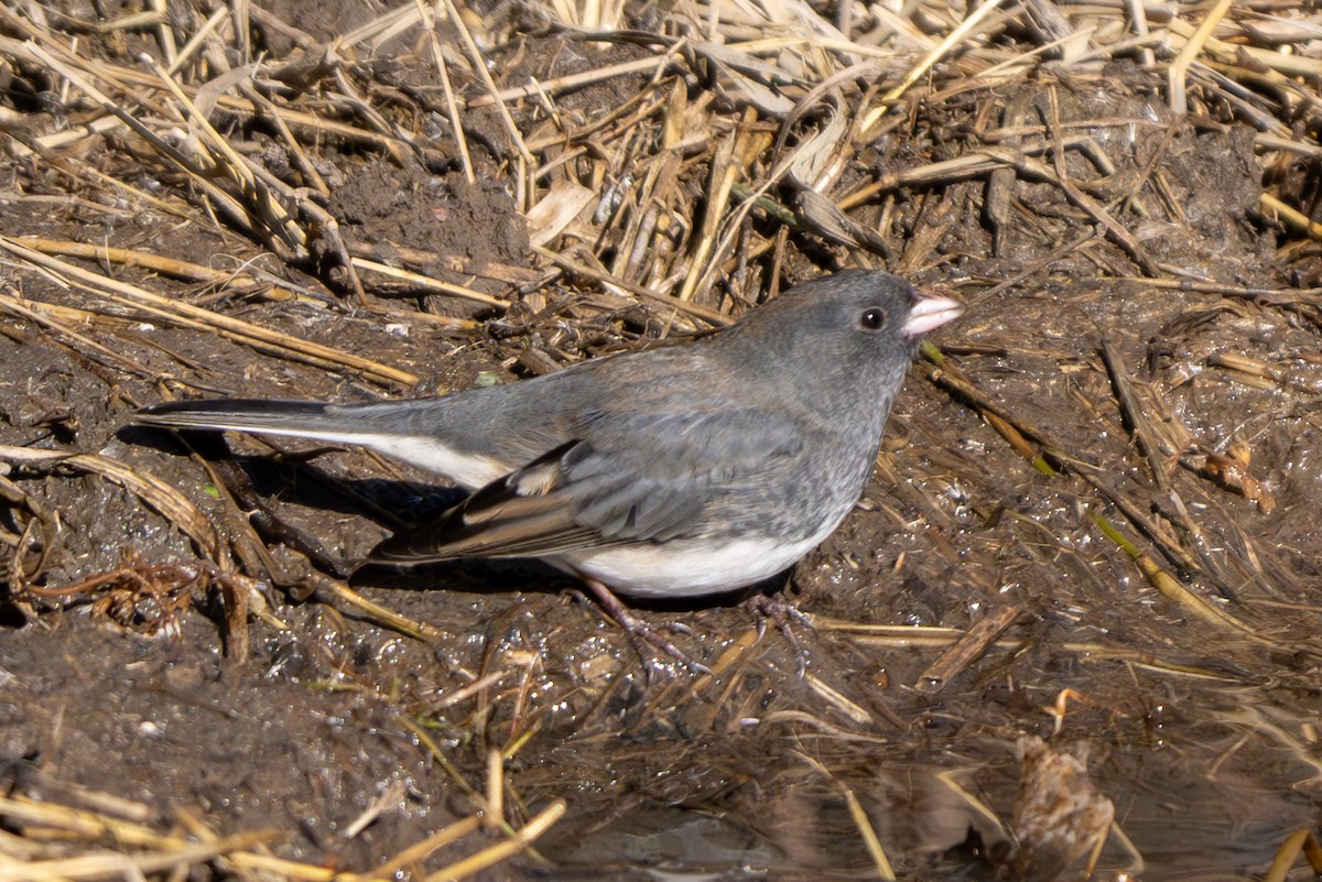 Dark-eyed Junco - ML644779771