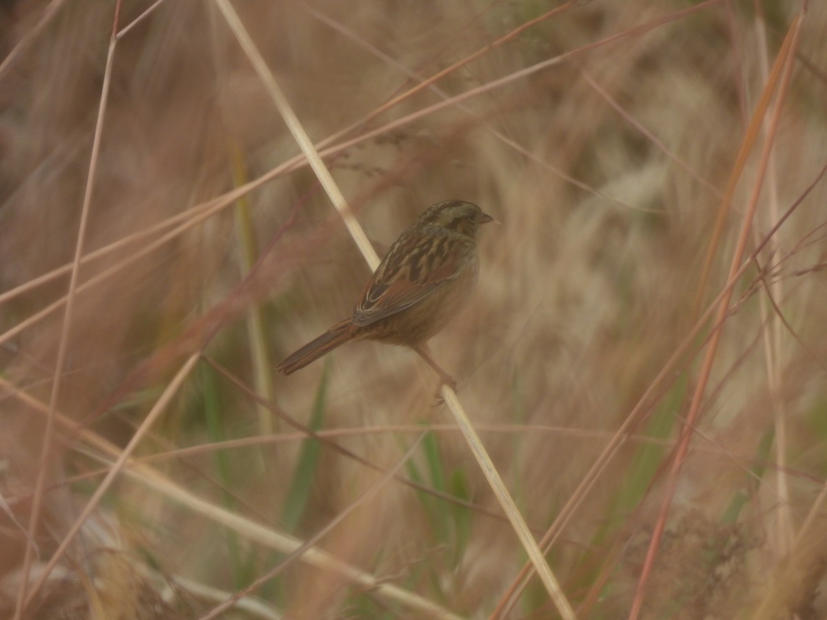 Swamp Sparrow - ML644779772