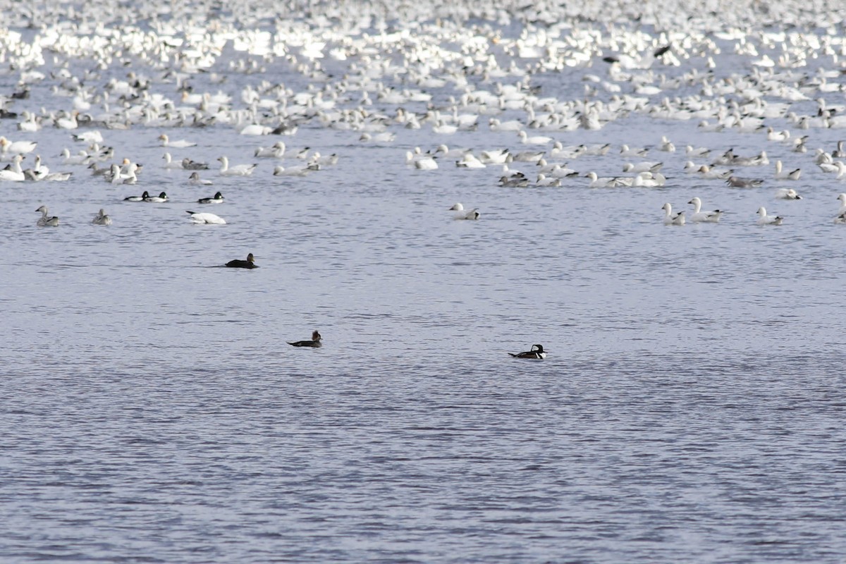 Smergo dal cappuccio - ML644779773