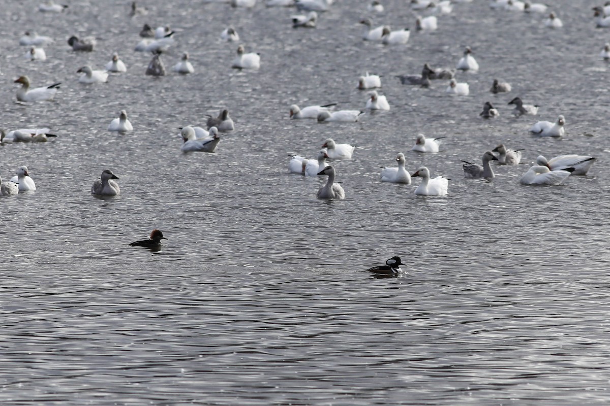 Smergo dal cappuccio - ML644779774