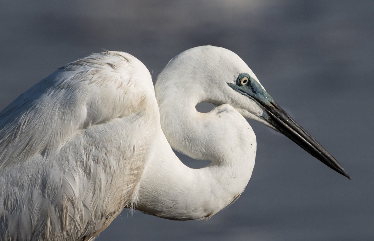 Koartza zuria - ML644779775