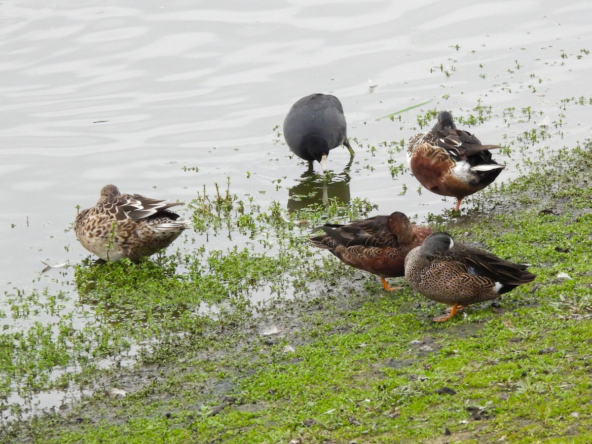Blue-winged Teal - ML644779776
