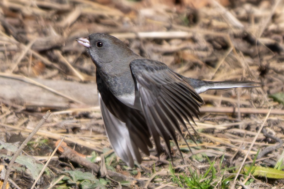 Dark-eyed Junco - ML644779777