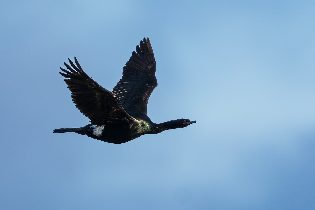 Pelajik Karabatak - ML644779783