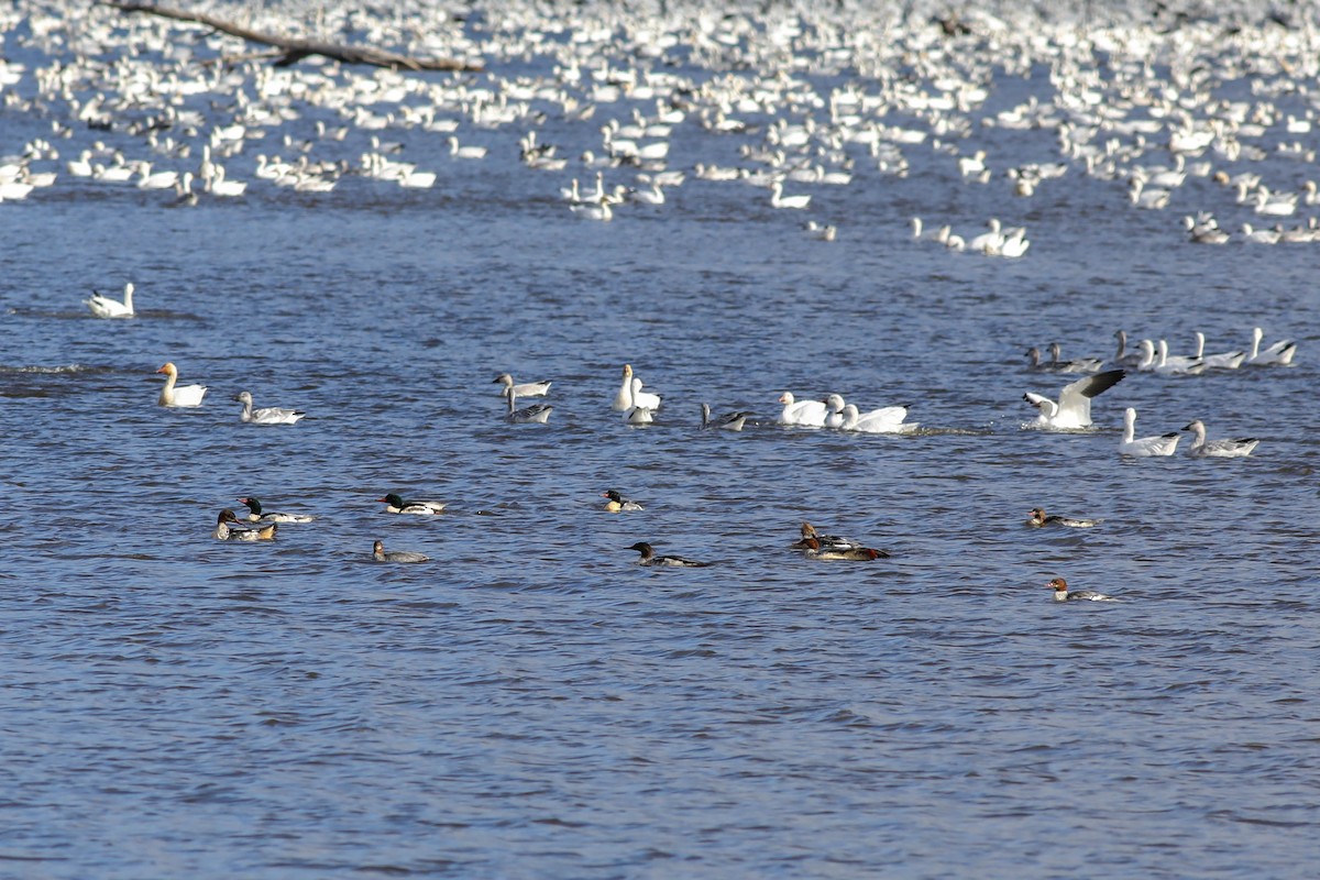 Smergo maggiore - ML644779792