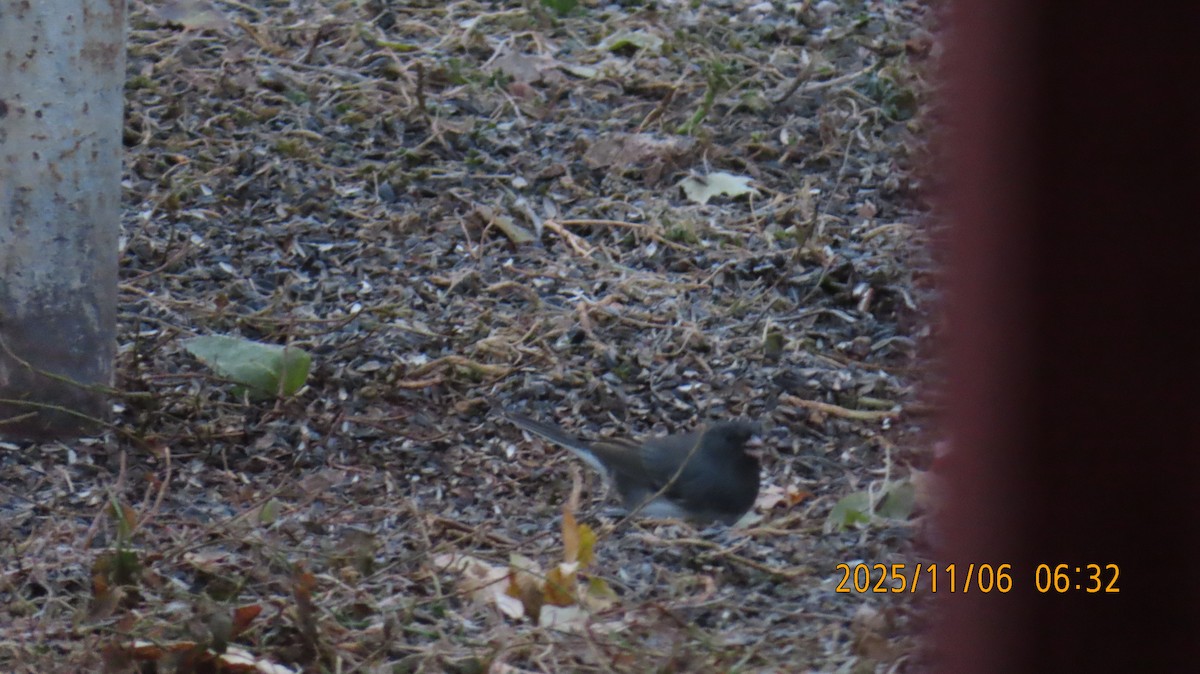Dark-eyed Junco (Slate-colored) - ML644779793