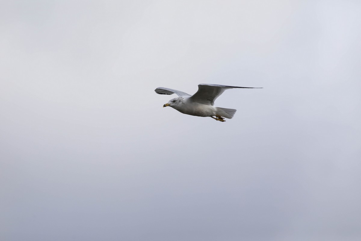 Gavina americana - ML644779810