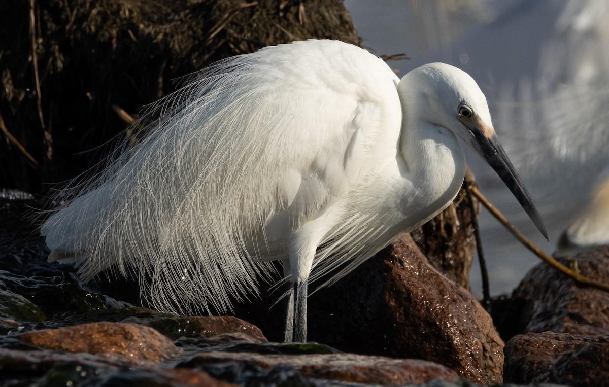 Koartzatxo txikia (immaculata) - ML644779811