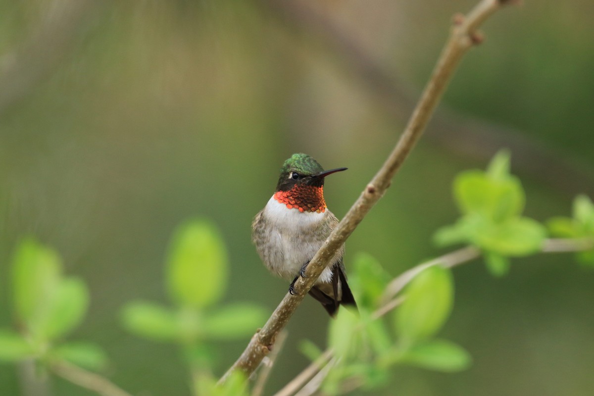 Ruby-throated Hummingbird - ML644779815