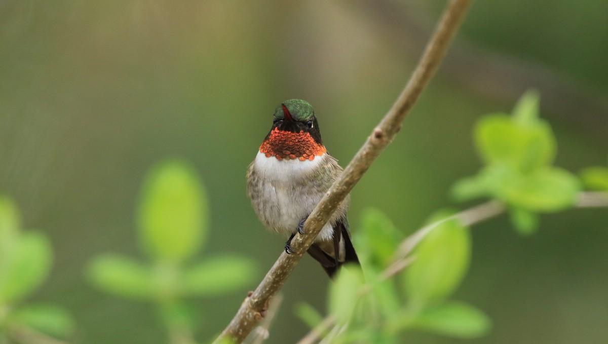 Ruby-throated Hummingbird - ML644779816