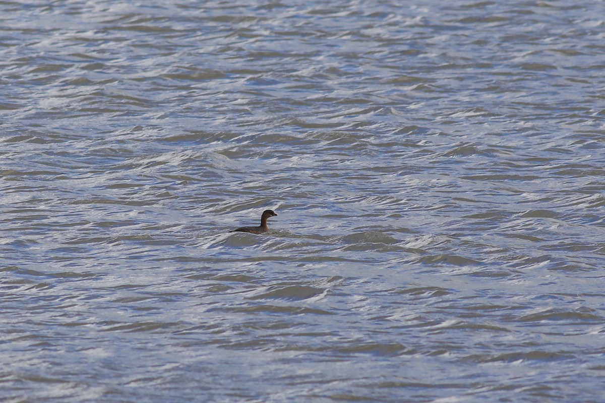Pied-billed Grebe - ML644779824