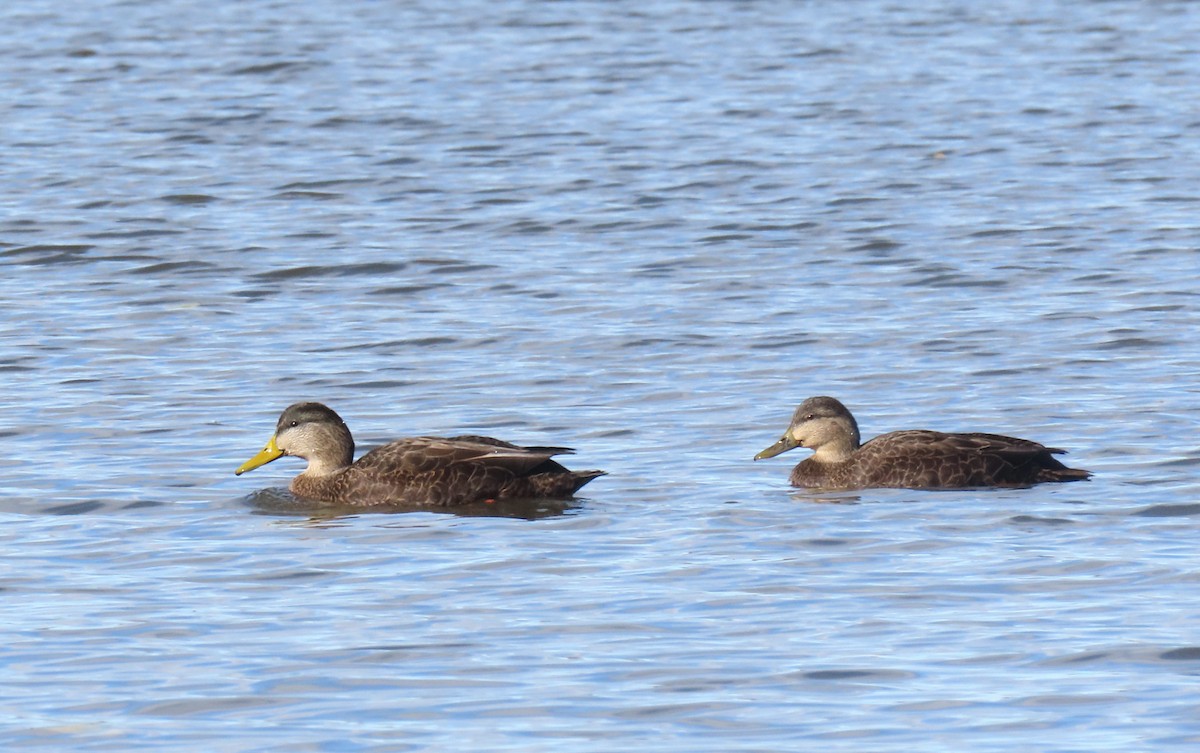American Black Duck - ML644779828