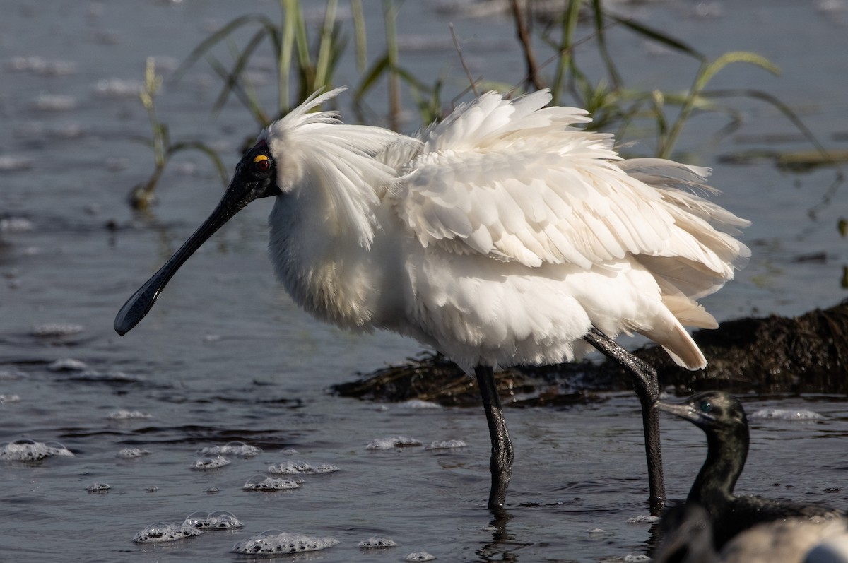 Косар королівський - ML644779829