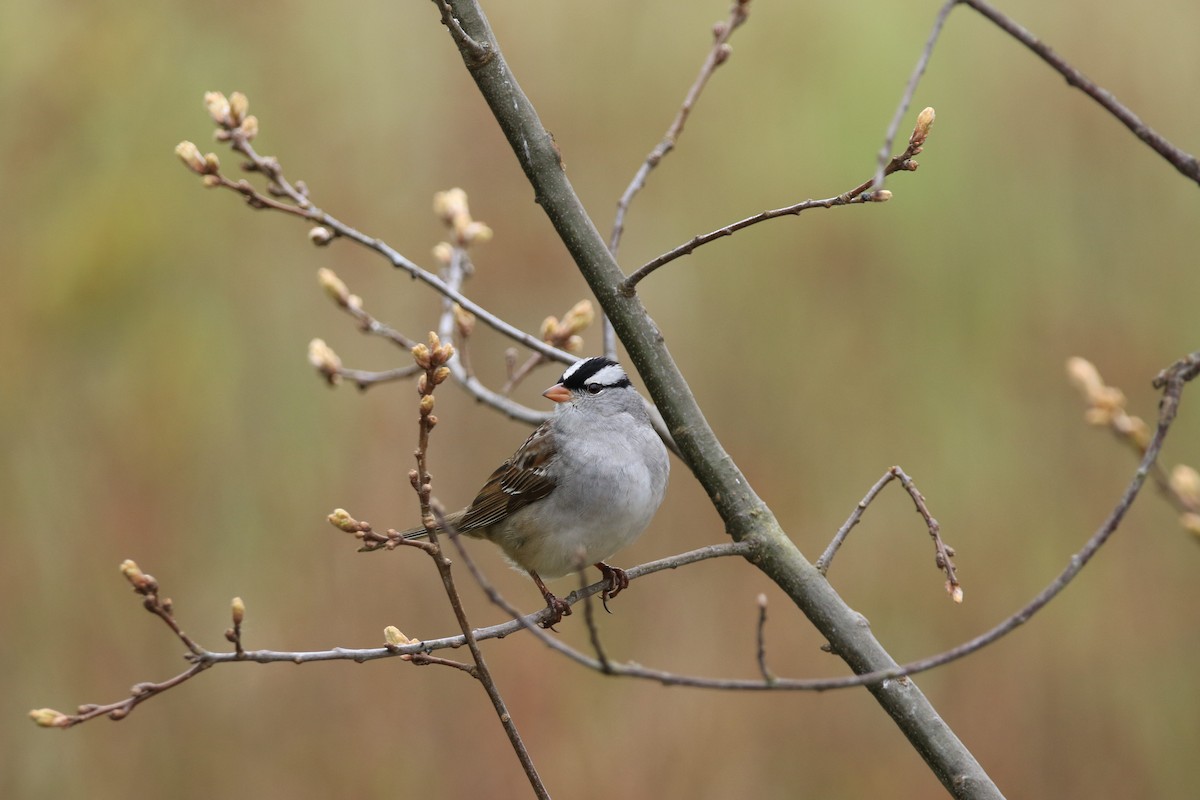 White-crowned Sparrow - ML644779836