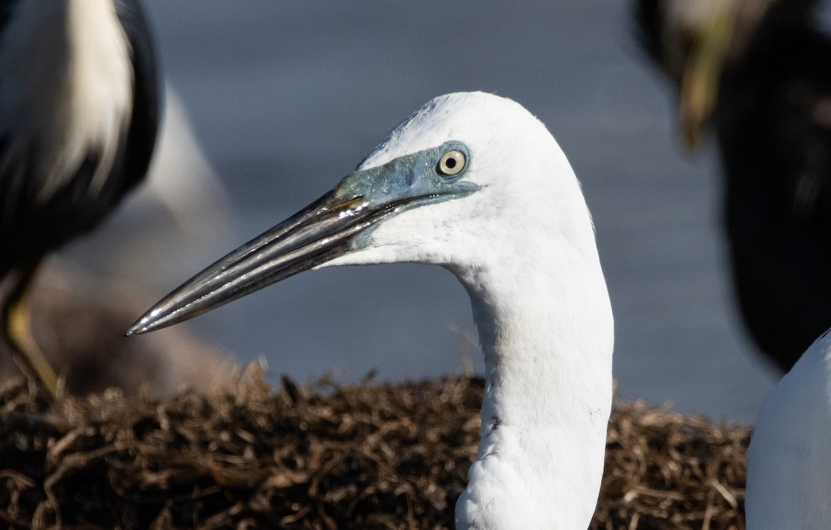 Koartza zuria - ML644779841