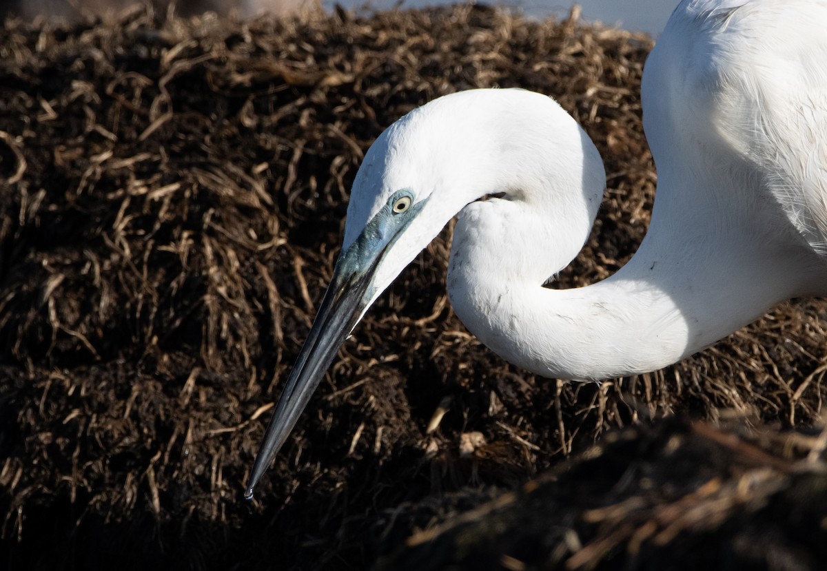 Koartza zuria - ML644779842