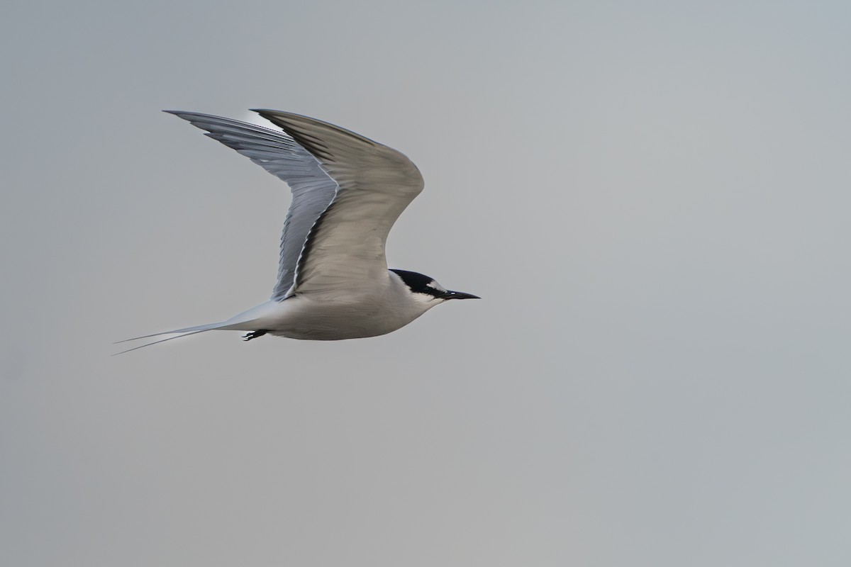 Aleutian Tern - ML644779845