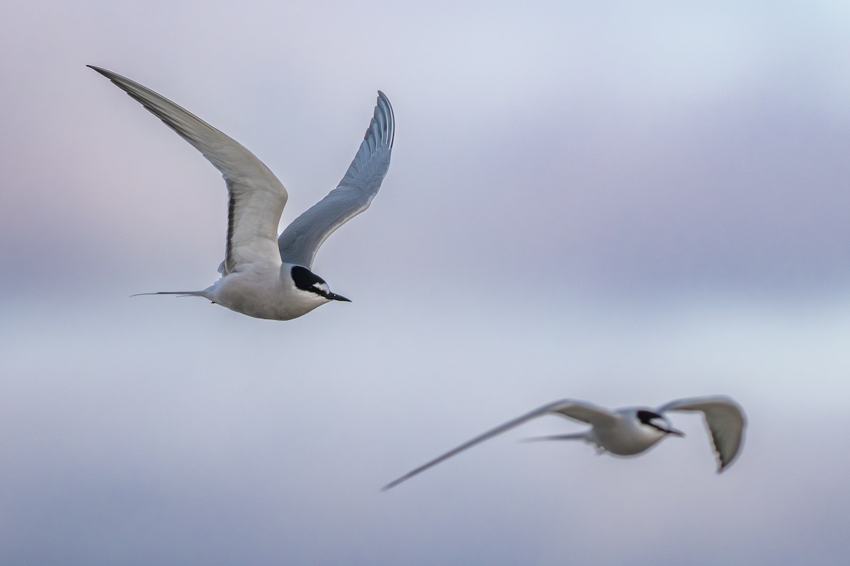 Aleutian Tern - ML644779846