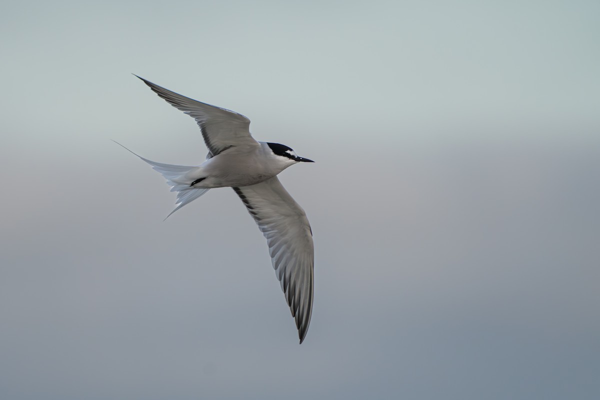 Aleutian Tern - ML644779847