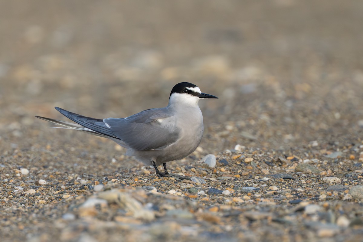 Aleutian Tern - ML644779848