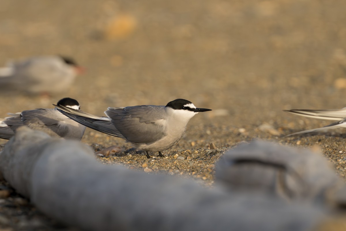 Aleutian Tern - ML644779849