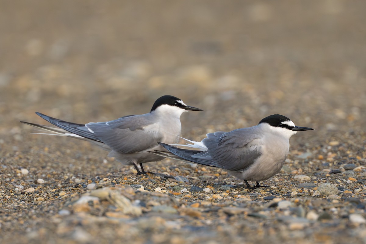 Aleutian Tern - ML644779851