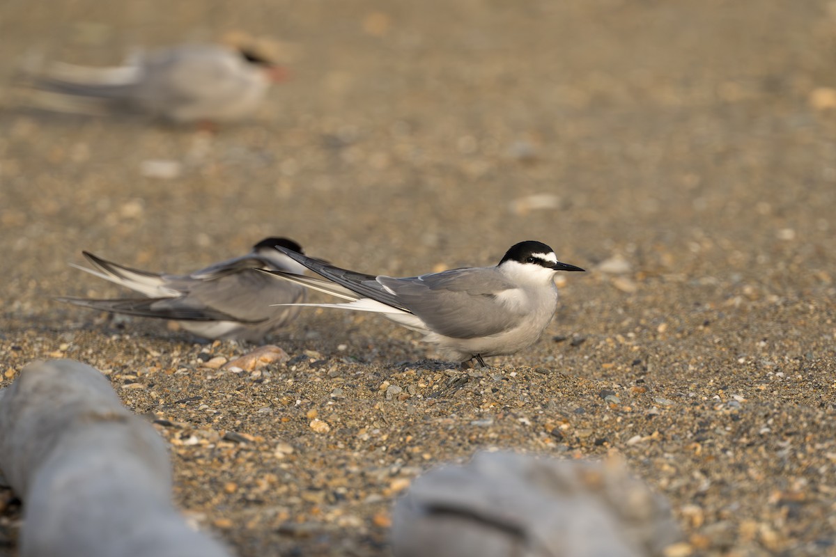 Aleutian Tern - ML644779852